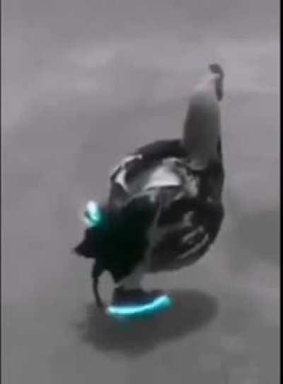 rayos