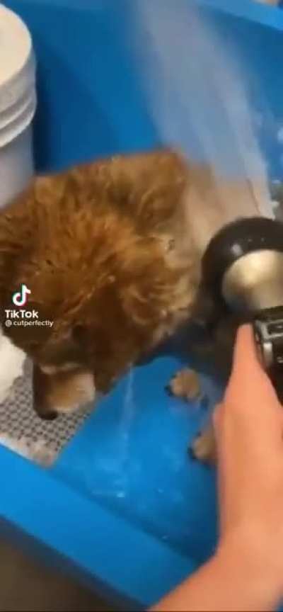 The rough life of a dog groomer (via @cutperfectly on TikTok)