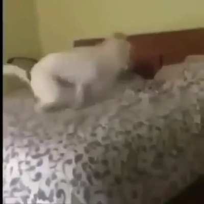 Perro truco