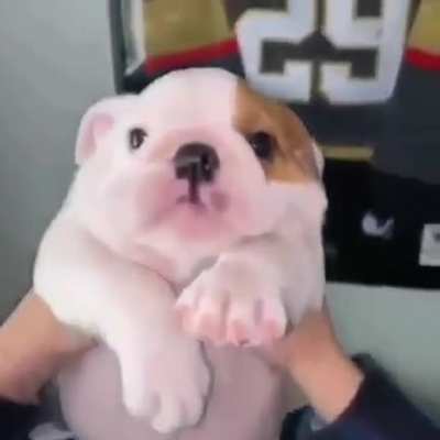 Ta lindo el perrito 😳