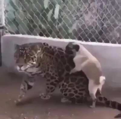 blursed romance 
