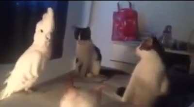 Изыйди