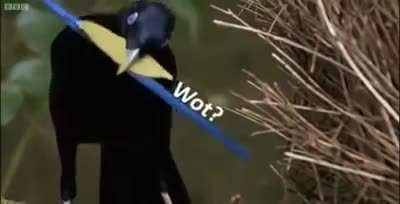 I'm sure you'll laugh