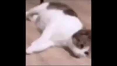 long cat of the day 116