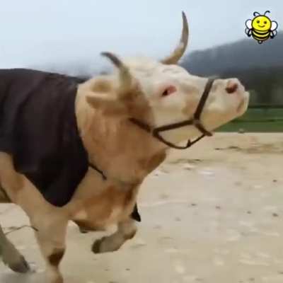 bouncy moomie!