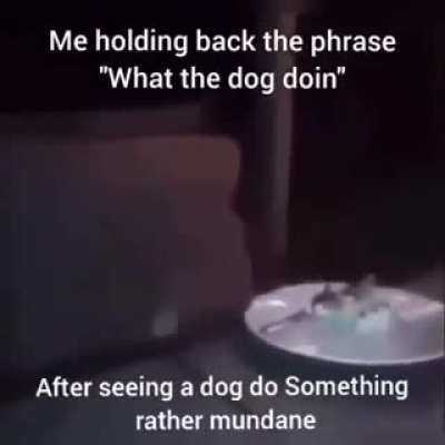 Wha...what the...what the dog...