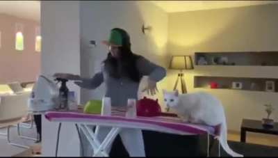 Startled Cat jumps in reverse