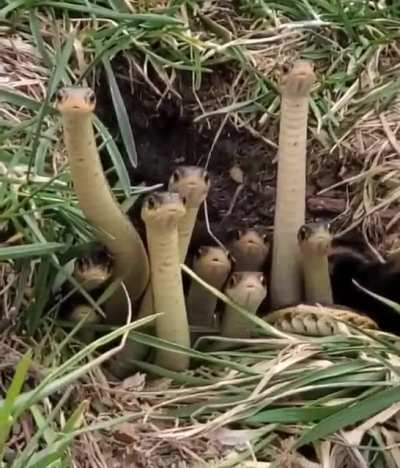 A little snake party 🥰