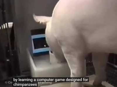 Pig named 