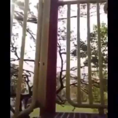 Playing around with a wild snake