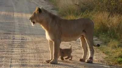 Beautiful Creature