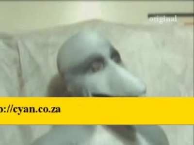 Cursed_dolphin