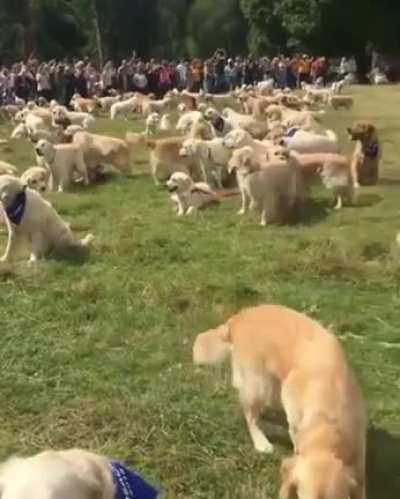 woof irl
