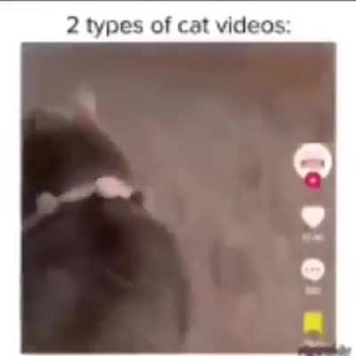 The duality of cat