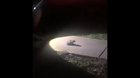 the frog