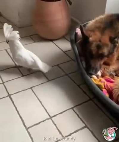 I thought it was the dog,!