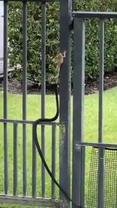 The Great Escape