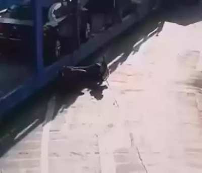 Holy crap...wait till the end.