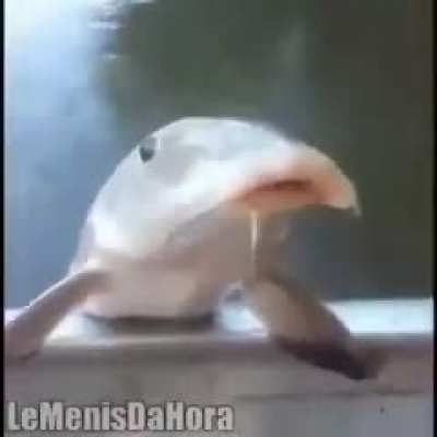 Nós ai na sexta