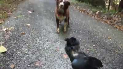 Bad Ass Talking Raven