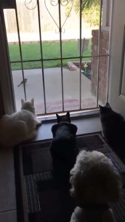Birdwatching.