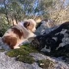 Awwooooo