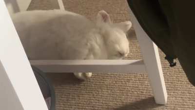 The sleepiest bun.