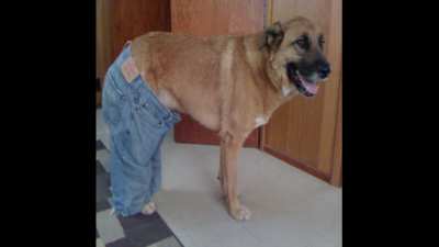 GoodBoi$