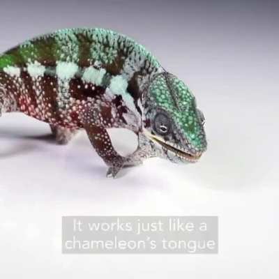 This smart gripper works like a chameleon's tongue.