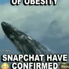 CEO of Blue Whales