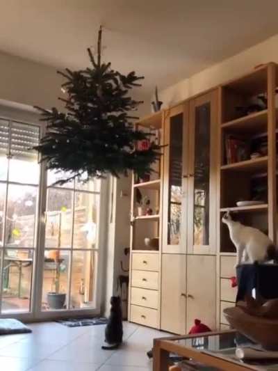 I thought he would never get that evil half tree!