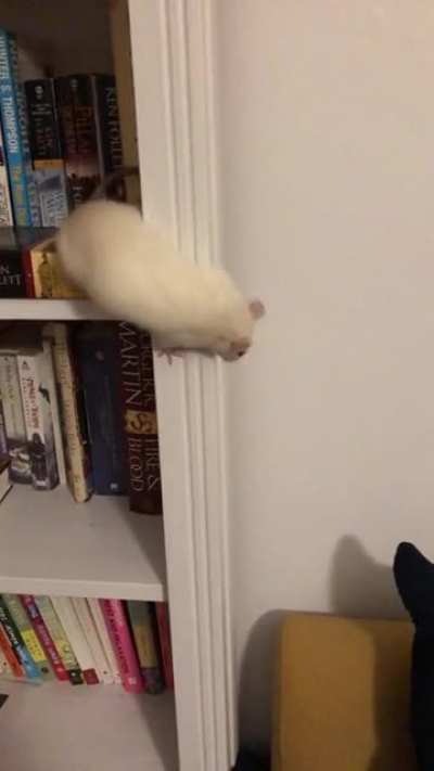 PARKOUR