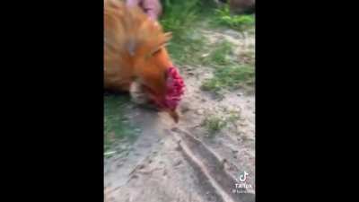Roosters can be hypnotized