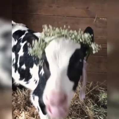 Daisy