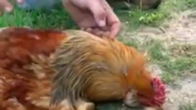 Hypnotizing a chicken