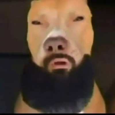 Perro barba