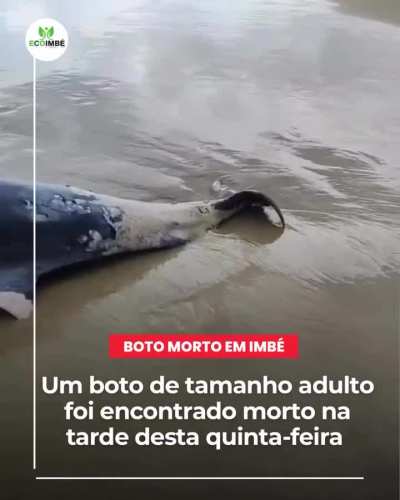 Os botos e animais marinhos do litoral norte do RS estão morrendo.