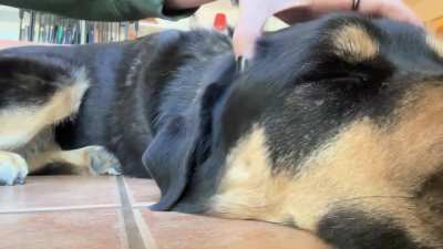 Head scratches