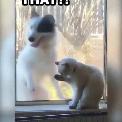 I love cats!