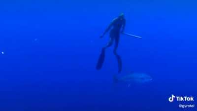 This is why you can’t trust fish.