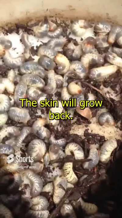Don't let them lay eggs don't