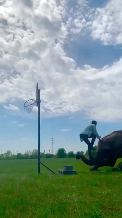 Guy uses elephant to assist him with crazy stunts
