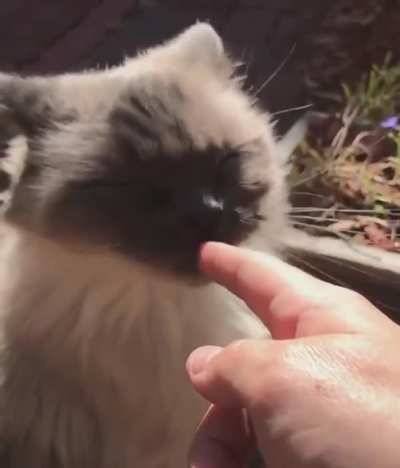 Grumpypuss