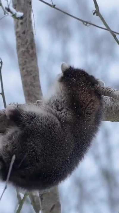 Tree panda