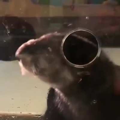 Boop pick up window