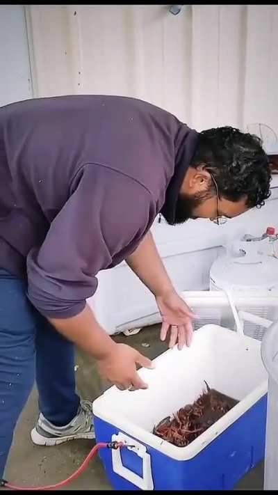 🦞