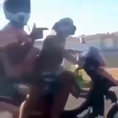 Un cachorro pilotando la moto