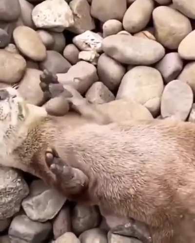A River otter: also known as the northern river otter or common otter, is a semiaquatic mammal endemic to the North American continent found in and along its waterways and coasts. An adult North American river otter can weigh between 5.0 and 14 kg.