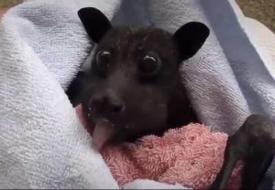 Bat Enjoying Some Fresh Fruit