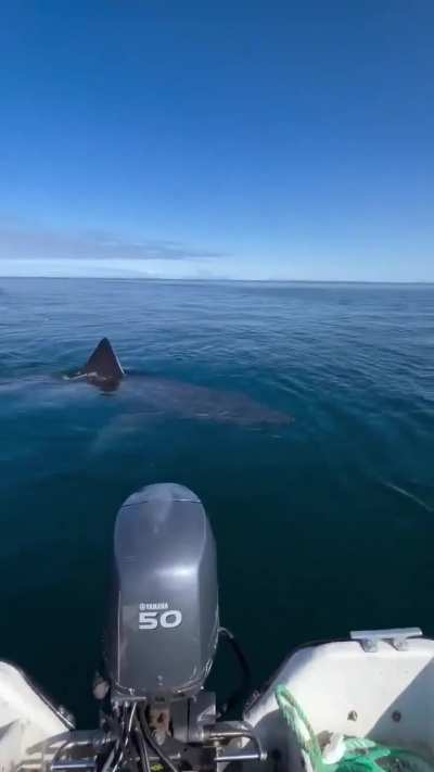 The Great White, the ultimate level of shark
